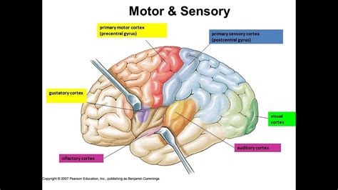 Cortex Sensory, Motor, and Association Areas of brain || Brain Anatomy, Anatomy of the Human ...