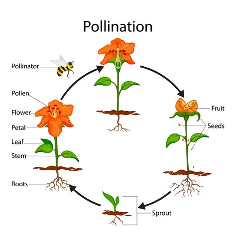 Pollination For Kids