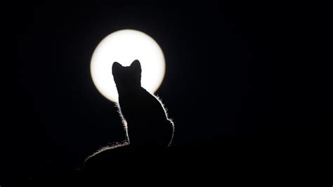 🔥 Free download Hd 1920x1080 Black Cat And Moon Desktop Wallpapers Backgrounds [1920x1080] for ...