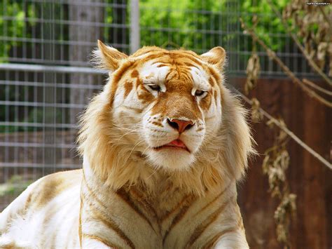 Pets and Animals: Golden Tiger