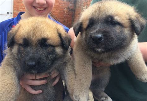 German Shepherd x Akita puppies | in Sleaford, Lincolnshire | Gumtree