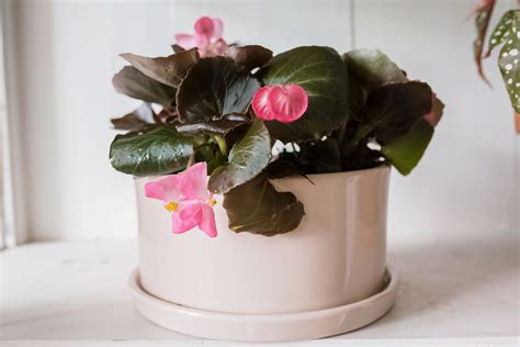 Wax Begonia: Plant Care & Growing Guide