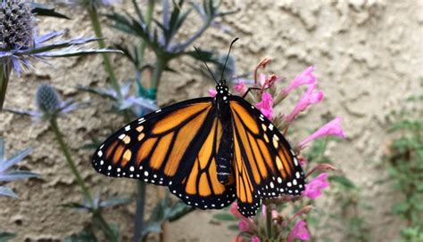 Monarch Butterfly Conservation - Hello, world! I'm Johnny Romano