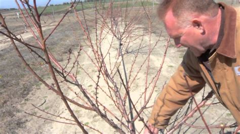 Pruning a Two-Year Old Peach Tree. Wonderful information on pruning my ...