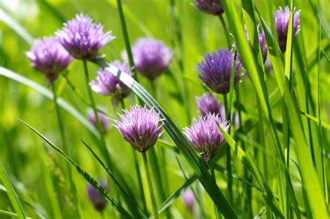 Free picture: wildflower, green grass, meadow, field, grass