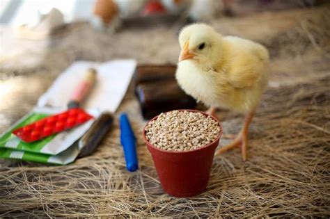 How to Care for Baby Chicks? - The Beginner's Guide