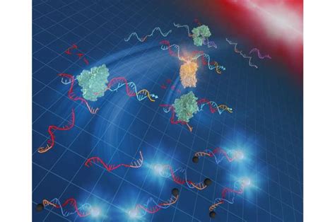 A rapid, easy-to-use DNA amplification method at 37 Celcius