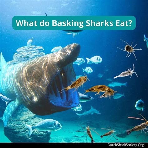 Basking Sharks Facts & Information Guide - Dutch Shark Society