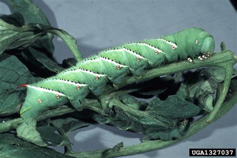 Hornworms: Got Pests? : Board of Pesticides Control: Maine DACF