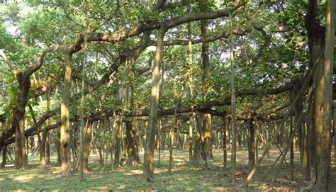 A Floral Paradise: Kolkata's Indian Botanic Garden - India's Endangered