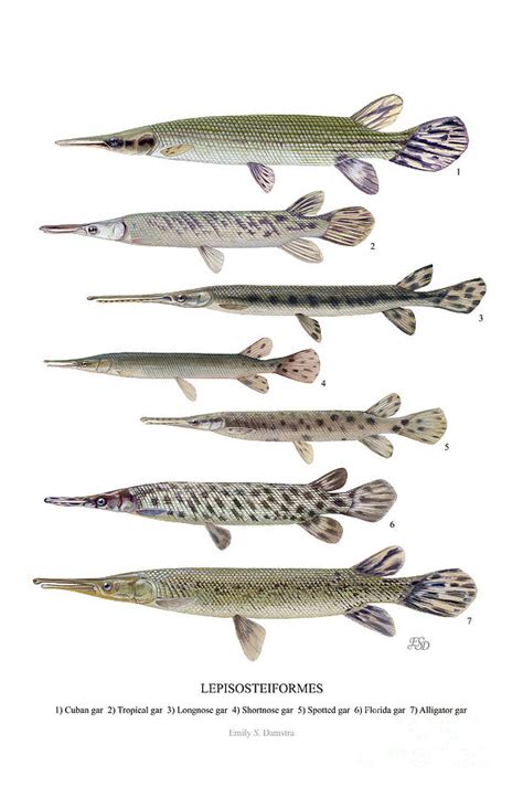 Types of Gar - Mind Blowing Gars of the Water - SeaFish