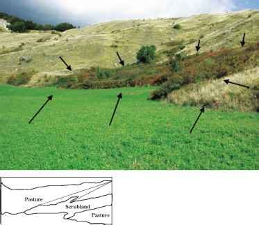 Shape of Ecotones - Landscape Ecology - Ecology Center