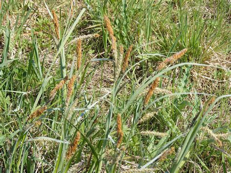 Loire Valley Nature: Sedges - Carex spp