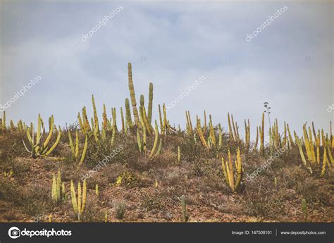 Cactus plants in desert landscape — Stock Photo © bernardojbp #147508101