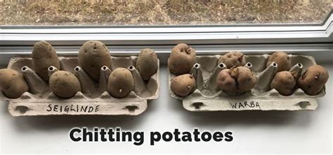 How To Grow Potatoes In Containers And Buckets