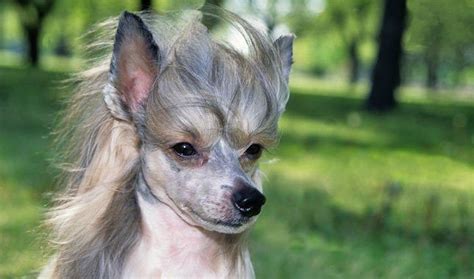 chinese crested | Chinese crested dog, Hypoallergenic dog breed, Dog breeds