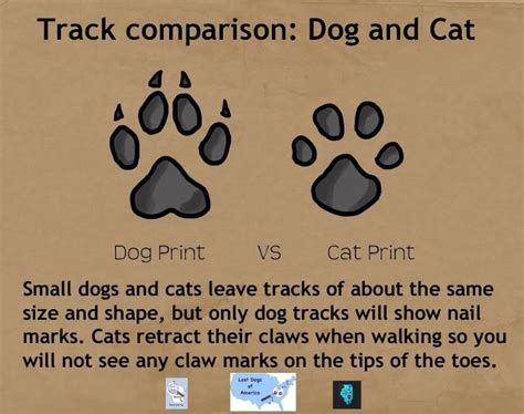 Know what dog tracks look like to help find them faster. More tips can ...