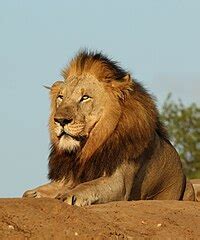 Lion - Wikipedia