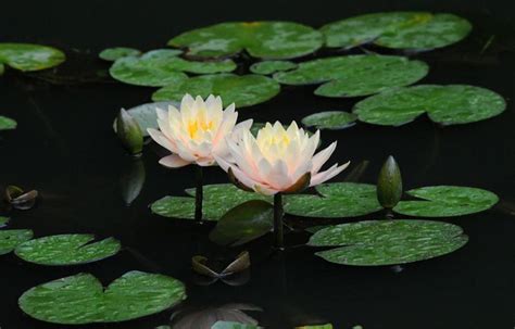 Top 10 Floating Pond Plants-An Excellent Addition To Any Garden Pond - Home And Gardening Ideas ...