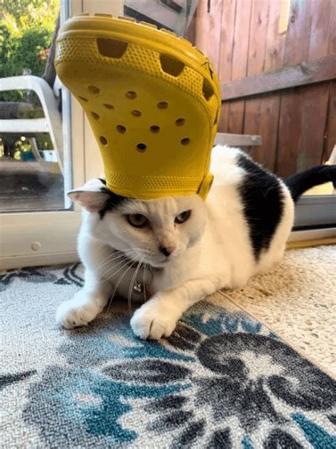 My cat loves my Crocs : r/cats