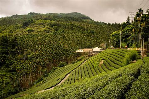 What Are The Top 62 Countries That Produce Tea | LaptrinhX / News