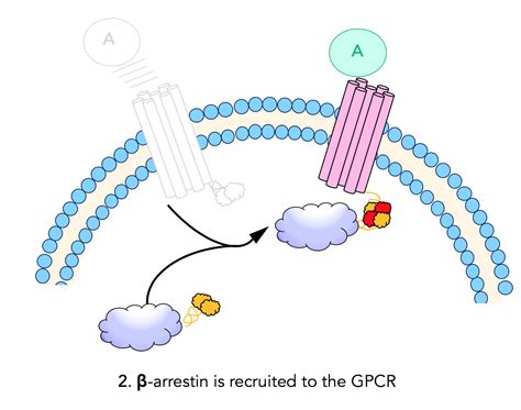 Opioid Receptor Binding Assay – Opioid Peptides