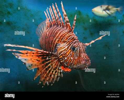Giant Red lion fish dangerous and poisonous Stock Photo: 16855492 - Alamy