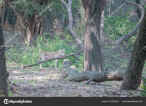 Wolf Standing Tree Stock Photo by ©YK333 505082302