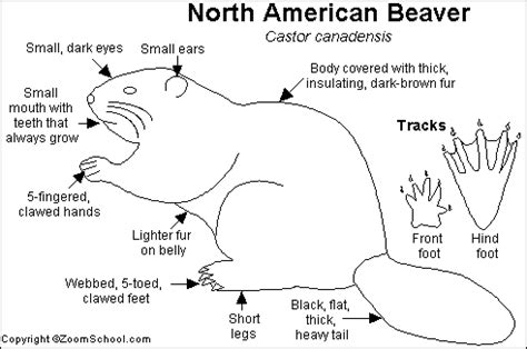 Beaver Printout- EnchantedLearning.com