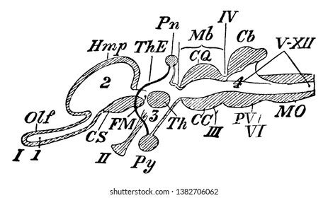 Diagram Vertebrate Encephalon Vintage Line Drawing Stock Vector ...