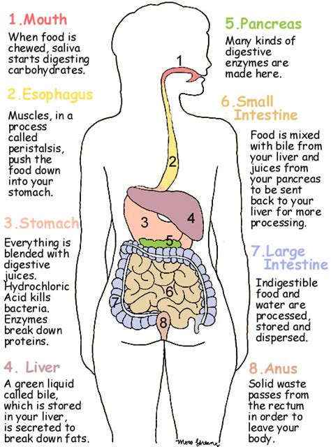 A diagram of the Digestive system. #digestivesystem #ourbodies #nutritioneducationcol… | Human ...