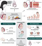 Frontiers | From Maternal Diet to Neurodevelopmental Disorders: A Story ...