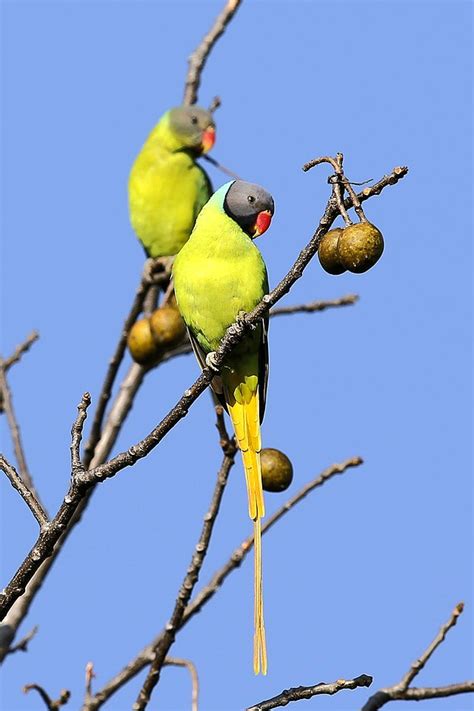 Parrot Island Baratang Island, Visit Timings, Things To Do in Parrot Island, Baratang Island