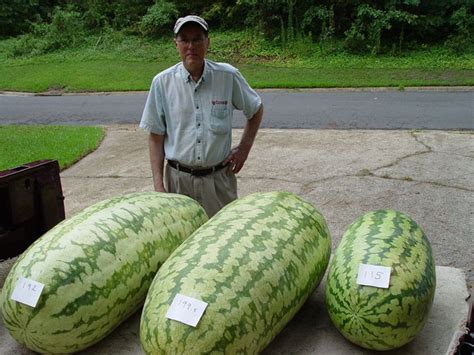 CAROLINA CROSS WATERMELON - WORLD'S LARGEST WATERMELON "up to 120 kg" (5 SEEDS) in Garden ...