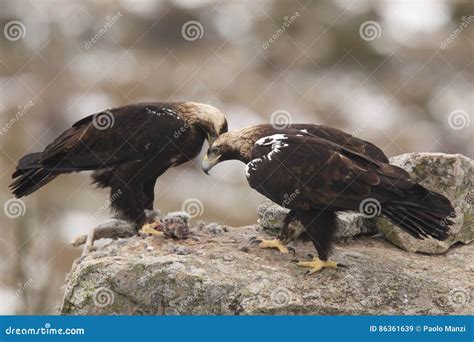 Spanish imperial eagle stock image. Image of migration - 86361639