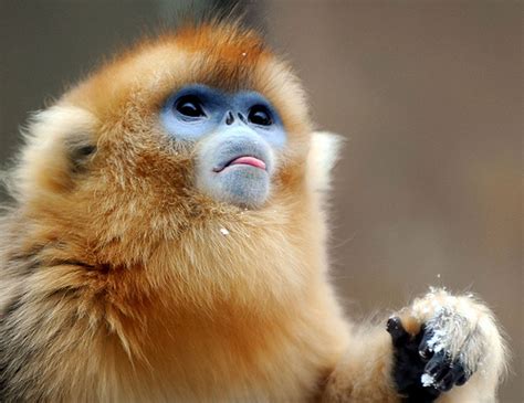 Golden Snub Nosed Monkey | The Life of Animals