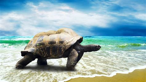 Beach animals seascapes tortoise wallpaper | (72165)