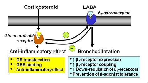 Corticosteroids Mechanism Of Action