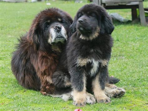 Himalayan Sheepdog | Hunde-Treffpunkt