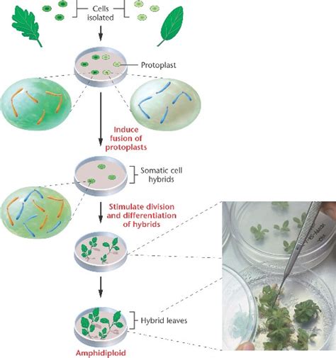 somatic_cell_hybridization.html 08_13-somatic_cell_hybridization.jpg