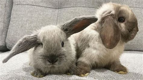 Cute Mini Lop Rabbits