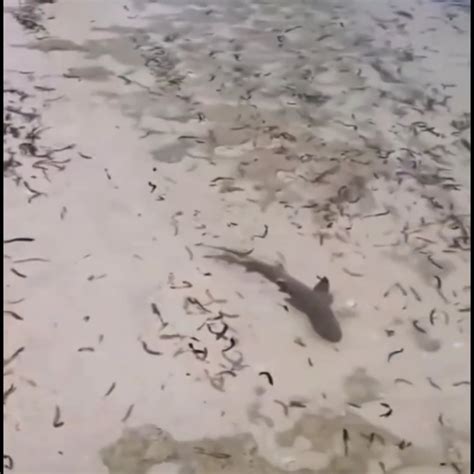 barracuda attacks shark : r/TerrifyingAsFuck