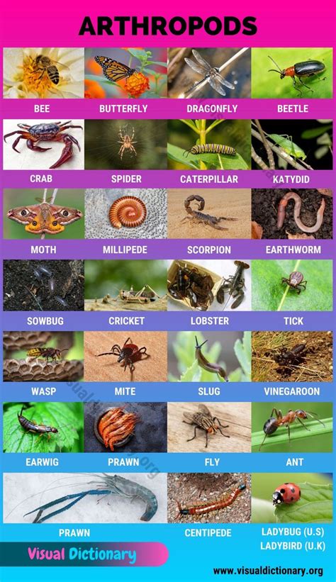 Arthropods: 24 Popular Arthropods Found in Gardens & Field Crops ...