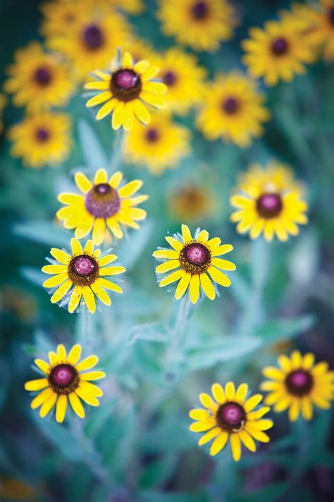 The Wildflowers of Texas: Our Top 20 Field Guide | Texas Highways