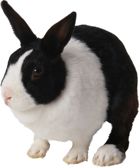 black and white rabbit PNG Image - PurePNG | Free transparent CC0 PNG Image Library