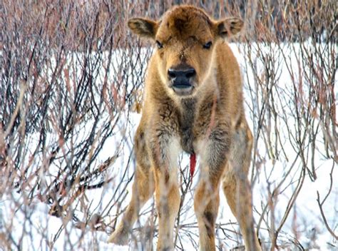 What it takes to reintroduce and contain a herd of bison to a national ...