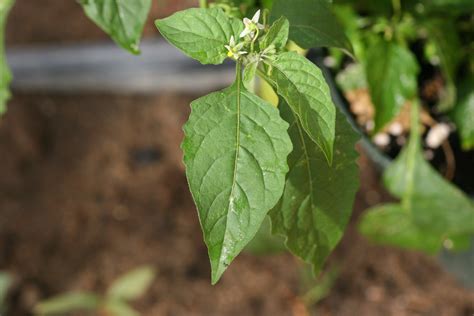 Eastern black nightshade – Solanum ptycanthum - Plant & Pest Diagnostics