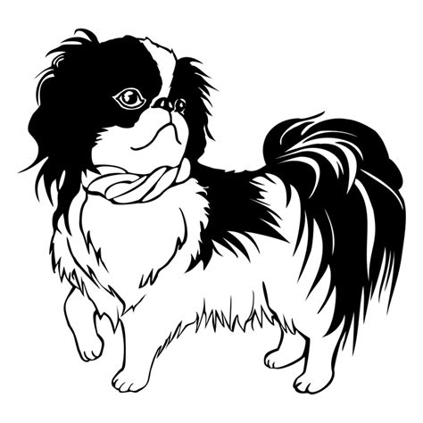 Free illustration: Small Breed Dogs, Japanese Chin - Free Image on Pixabay - 1720435