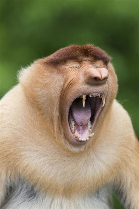 Proboscis Monkey Dominant Male Yawning Photograph by Suzi Eszterhas