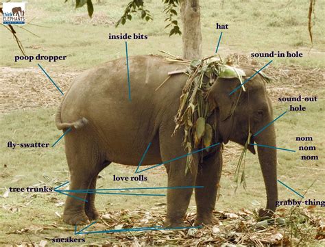 A detailed look at Asian elephant anatomy. #UnscienceAnAnimal (this might be our favorite ...